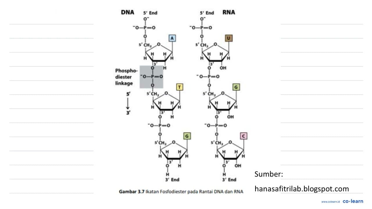 Biomolekul berikut yang berfungsi sebagai faktor genetika