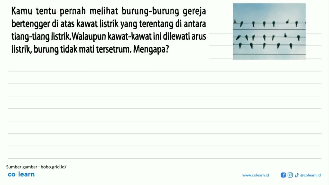 Kamu tentu pernah melihat burung-burung gereja bertengger