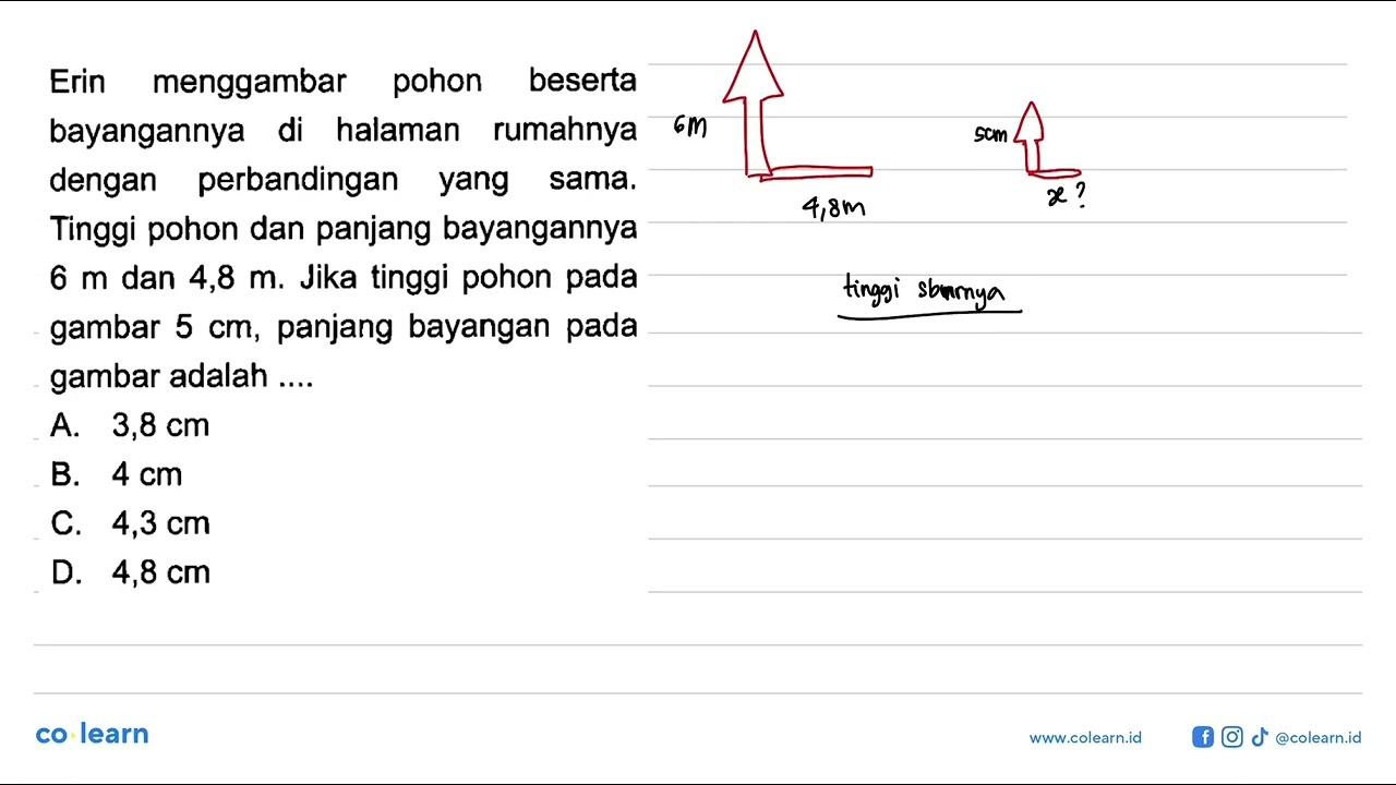 Erin menggambar pohon beserta bayangannya di halaman