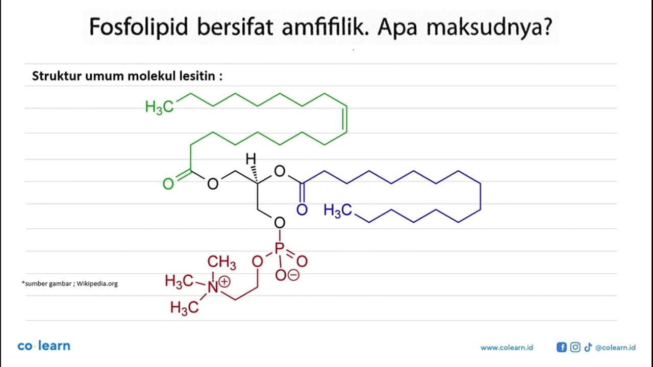 Fosfolipid bersifat amfifilik. Apa maksudnya?