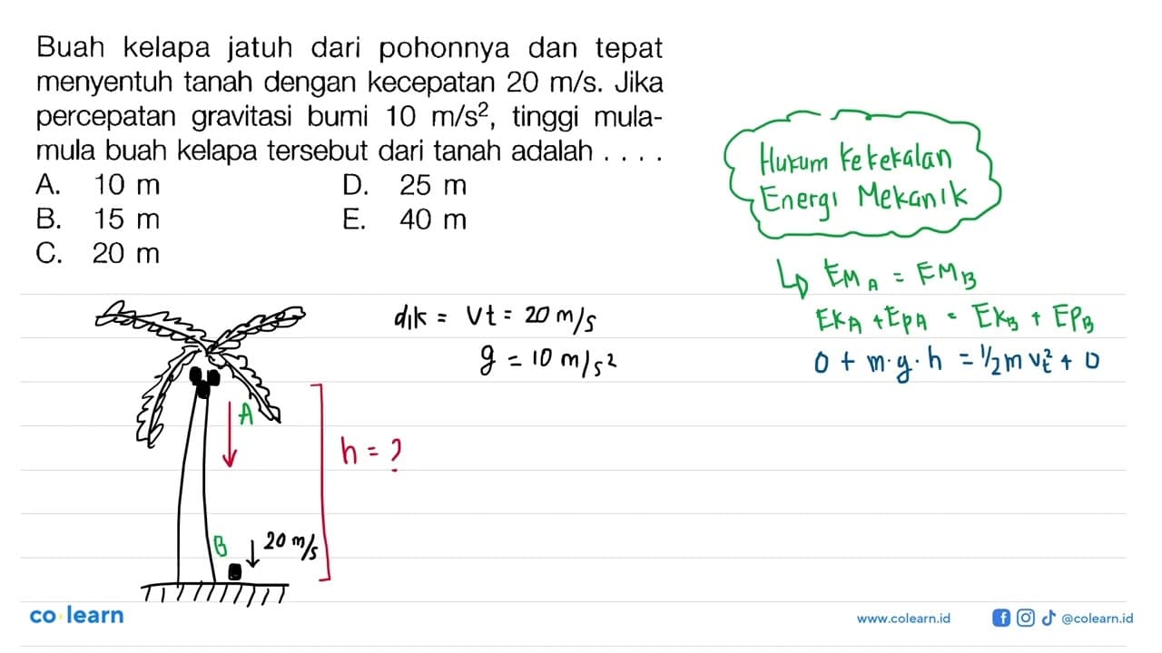 Buah kelapa jatuh dari pohonnya dan tepat menyentuh tanah