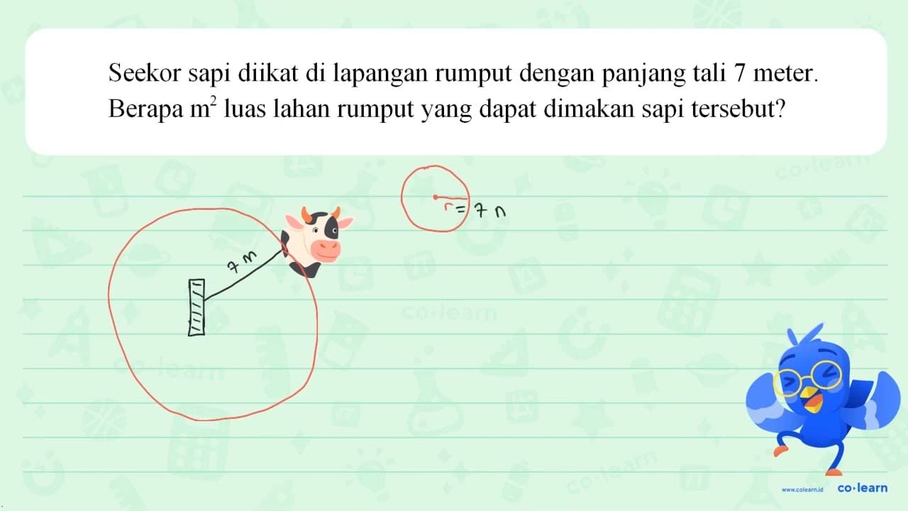 Seekor sapi diikat di lapangan rumput dengan panjang tali 7