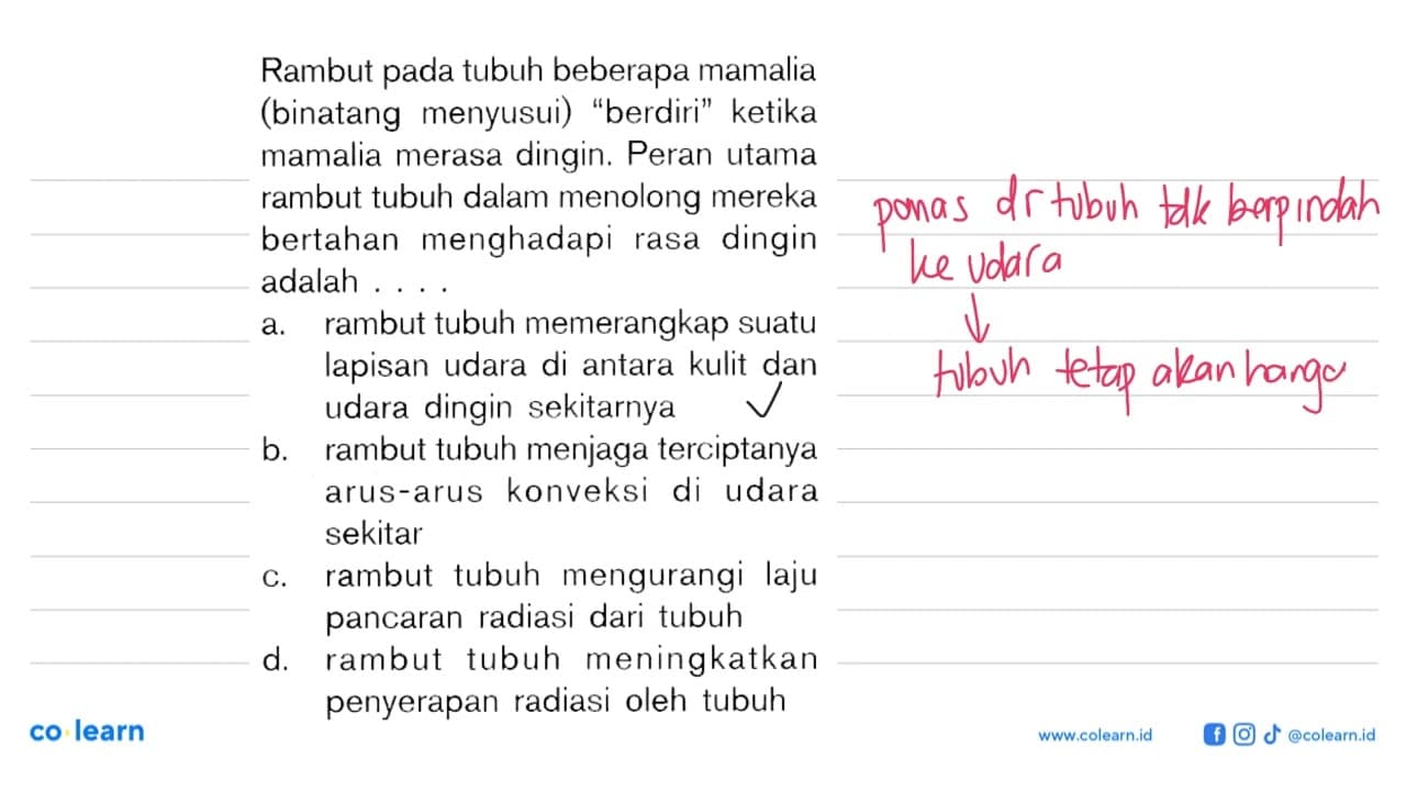 Rambut pada tubuh beberapa mamalia(binatang menyusui)