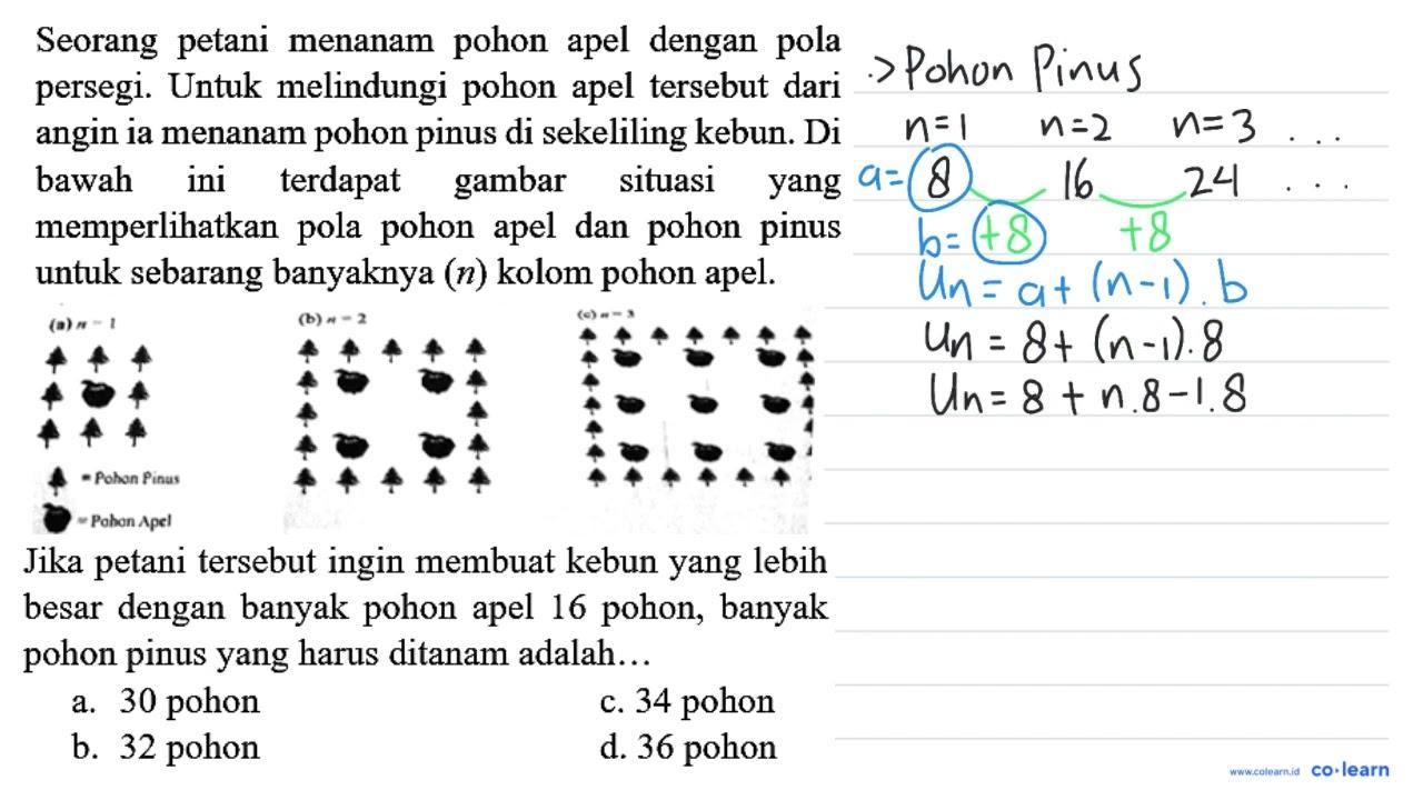 Seorang petani menanam pohon apel dengan pola persegi.