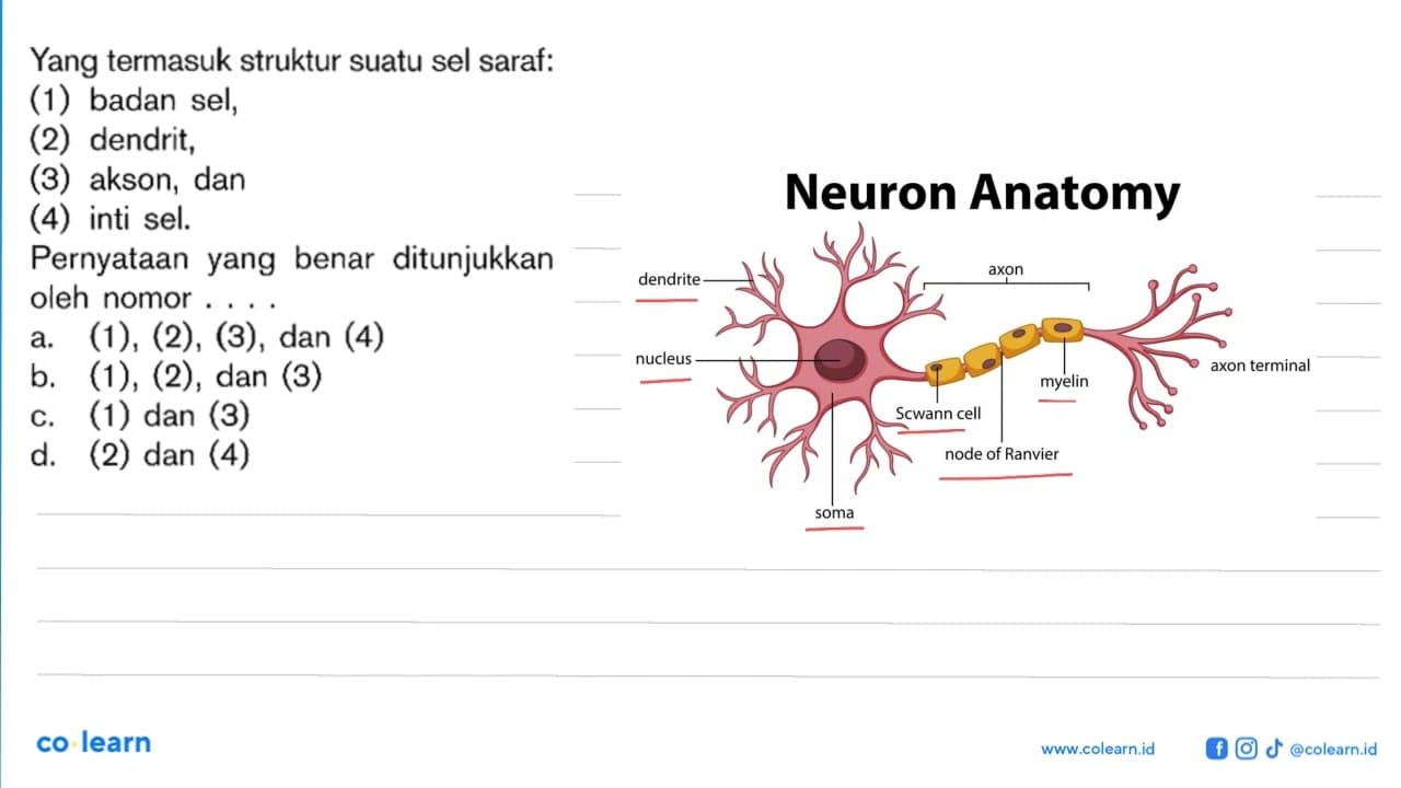 Yang termasuk struktur suatu sel saraf: (1) badan sel, (2)