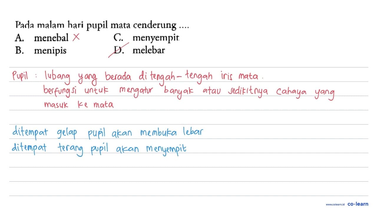 Pada malam hari pupil mata cenderung ....