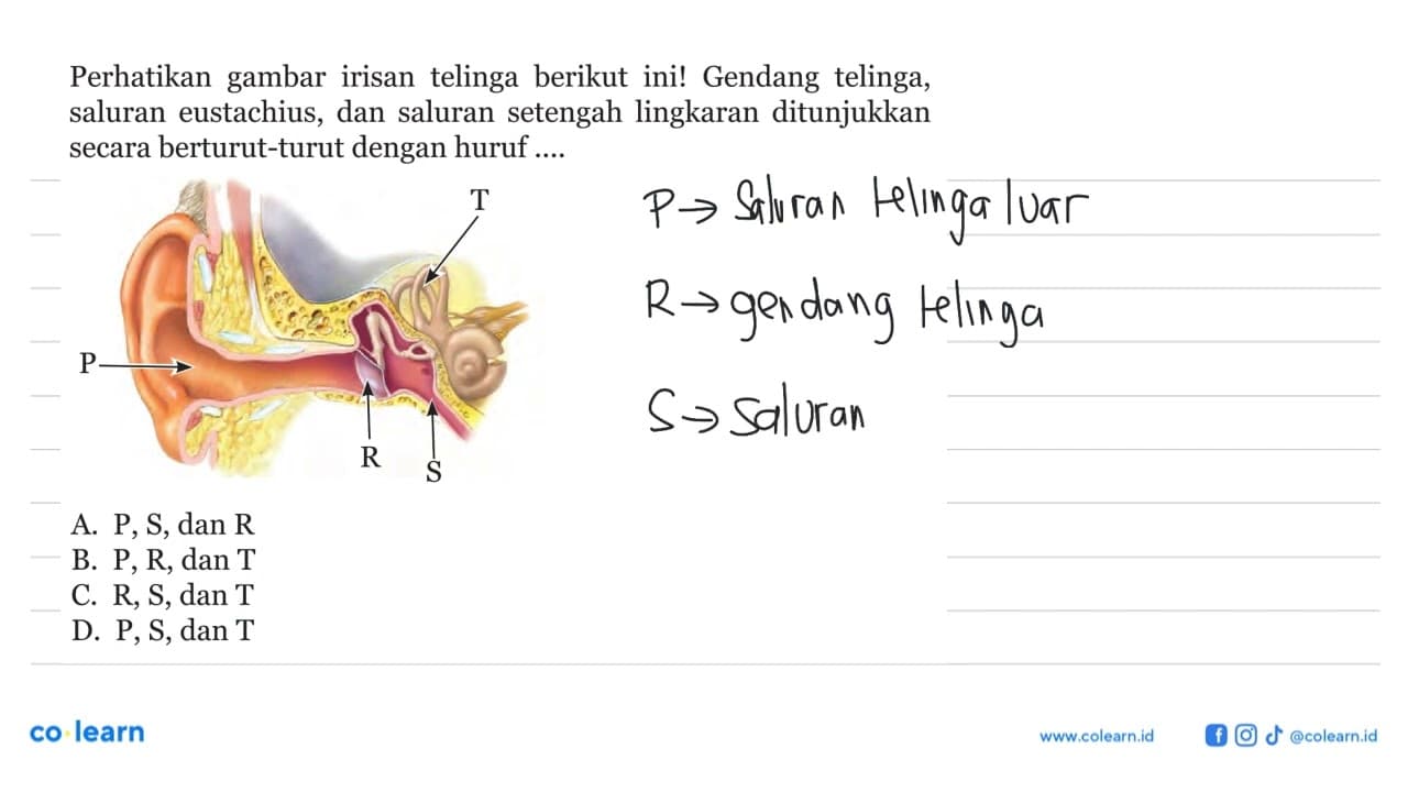 Perhatikan gambar irisan telinga berikut ini! Gendang