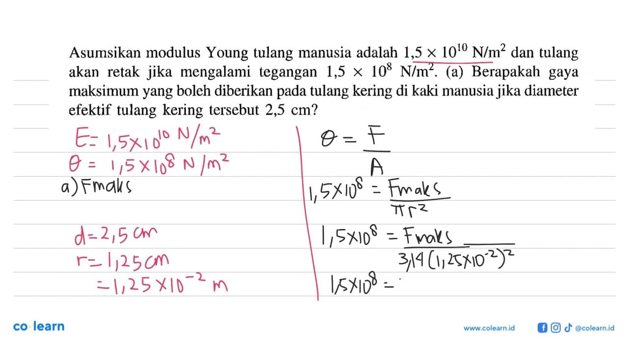 Asumsikan modulus Young tulang manusia adalah 1,5 x 10^10