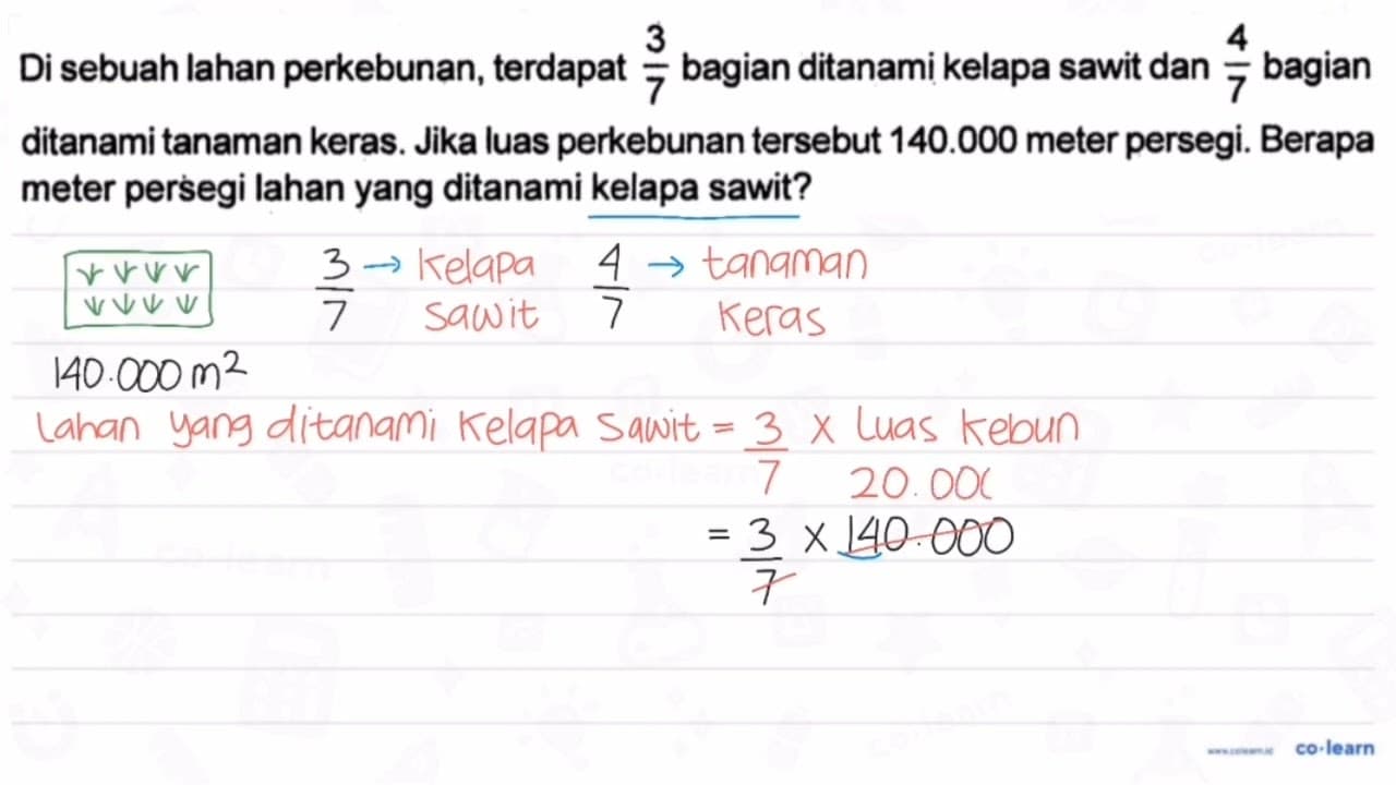 Di sebuah lahan perkebunan, terdapat 3/7 bagian ditanami