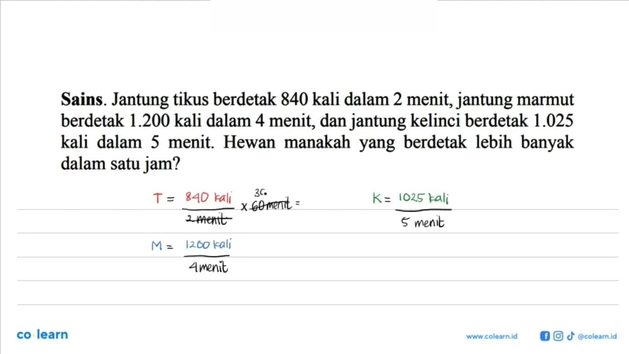 Sains. Jantung tikus berdetak 840 kali dalam 2 menit,