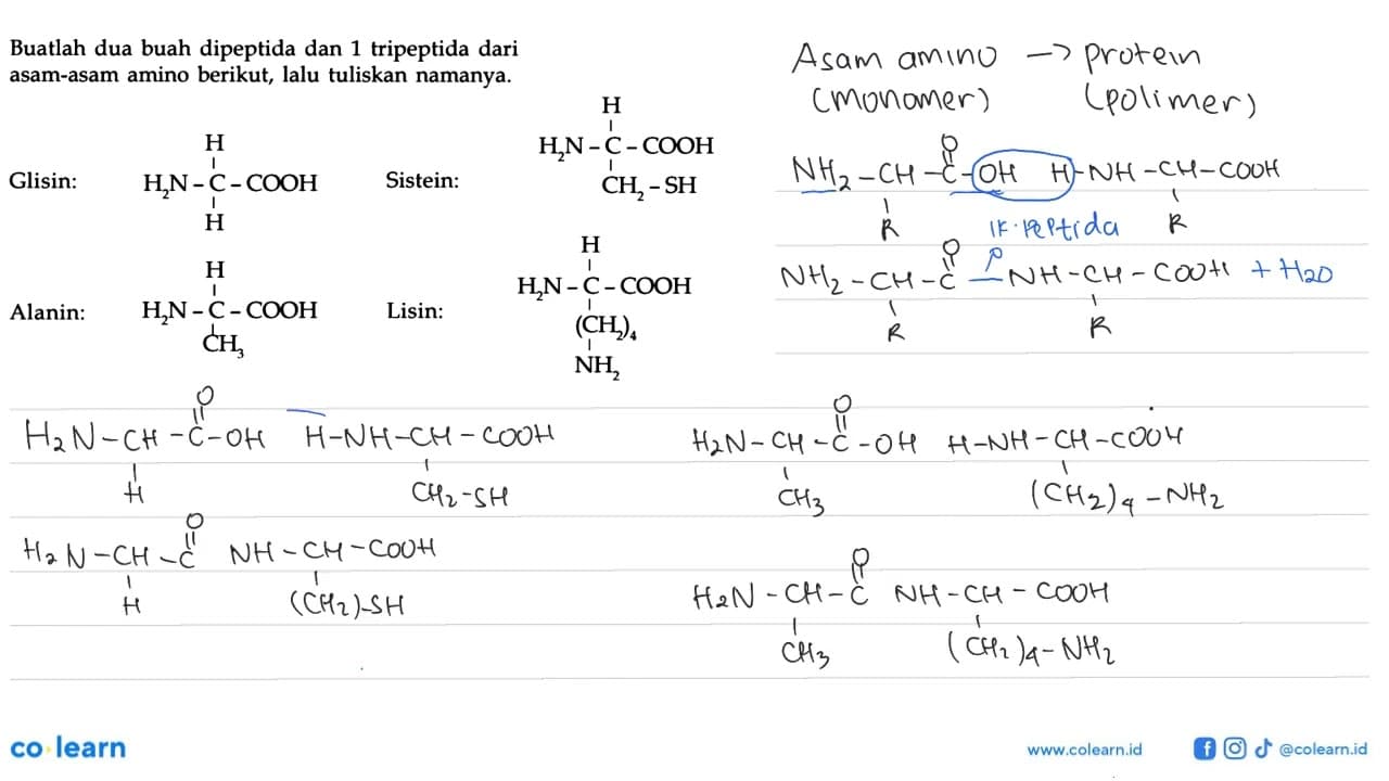 Buatlah dua buah dipeptida dan 1 tripeptida dari asam-asam