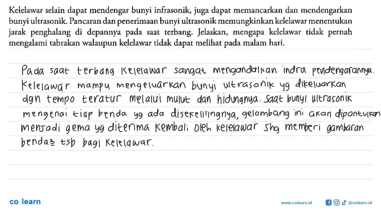Kelelawar selain dapat mendengar bunyi infrasonik, juga