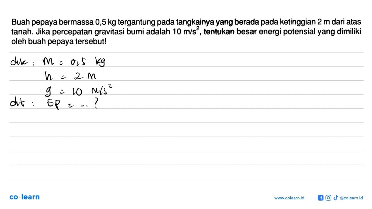 Buah pepaya bermassa 0,5 kg tergantung pada tangkainya yang