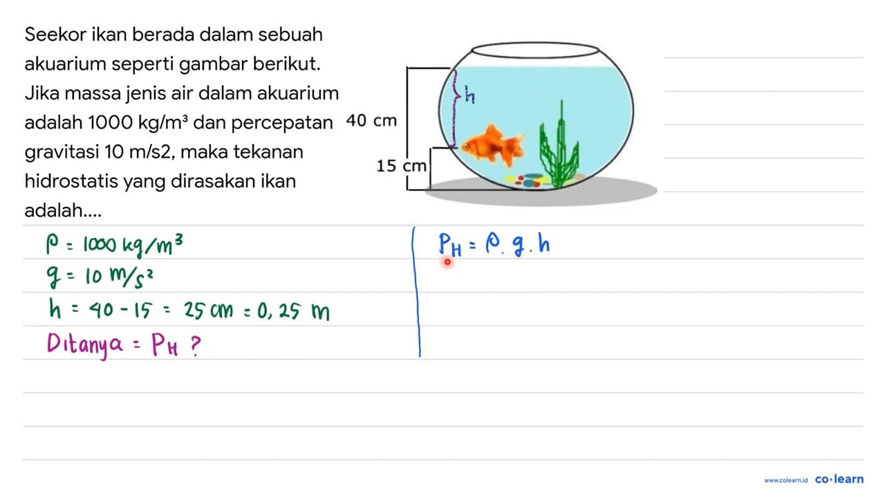 Seekor ikan berada dalam sebuah akuarium seperti gambar