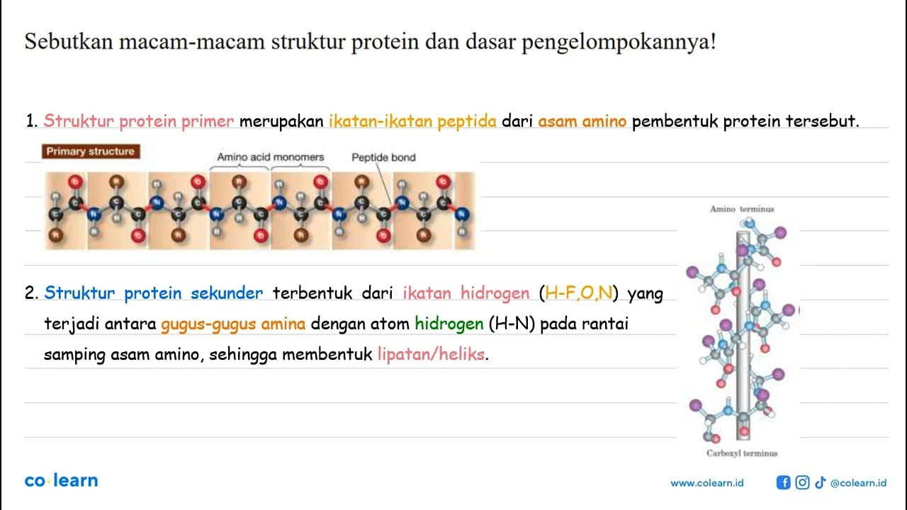 Sebutkan macam-macam struktur protein dan dasar