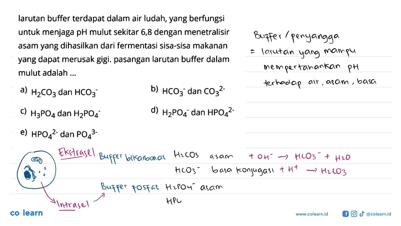 Iarutan buffer terdapat dalam air ludah, yang berfungsi