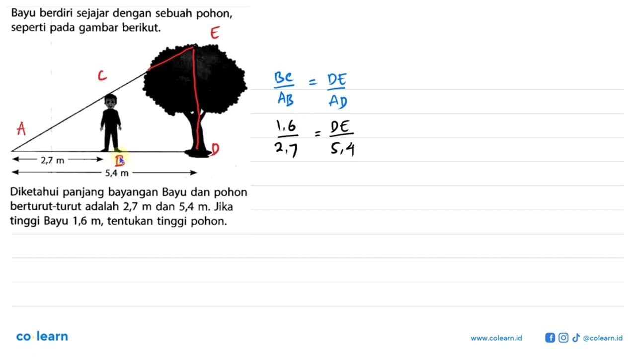 Bayu berdiri sejajar dengan sebuah pohon, seperti pada