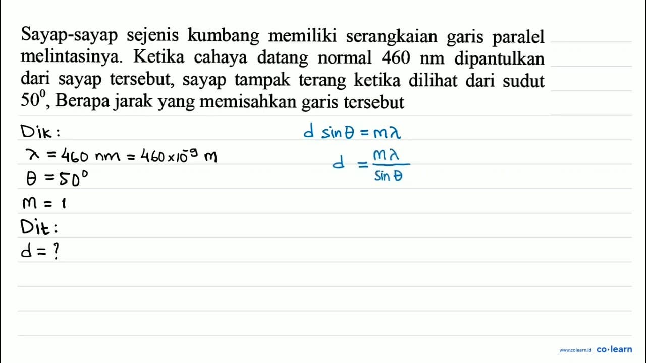 Sayap-sayap sejenis kumbang memiliki serangkaian garis