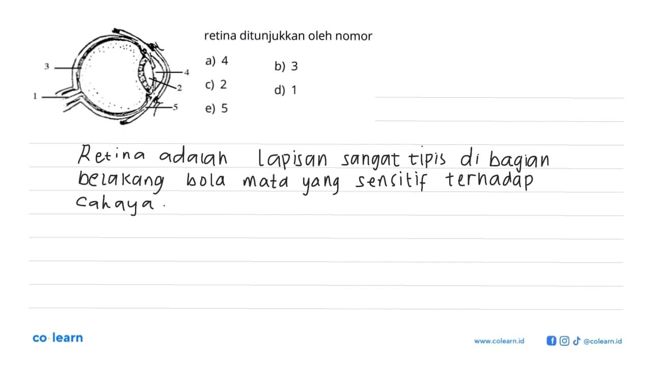 retina ditunjukkan oleh nomor a) 4 b) 3 c) 2 d) 1 e) 5