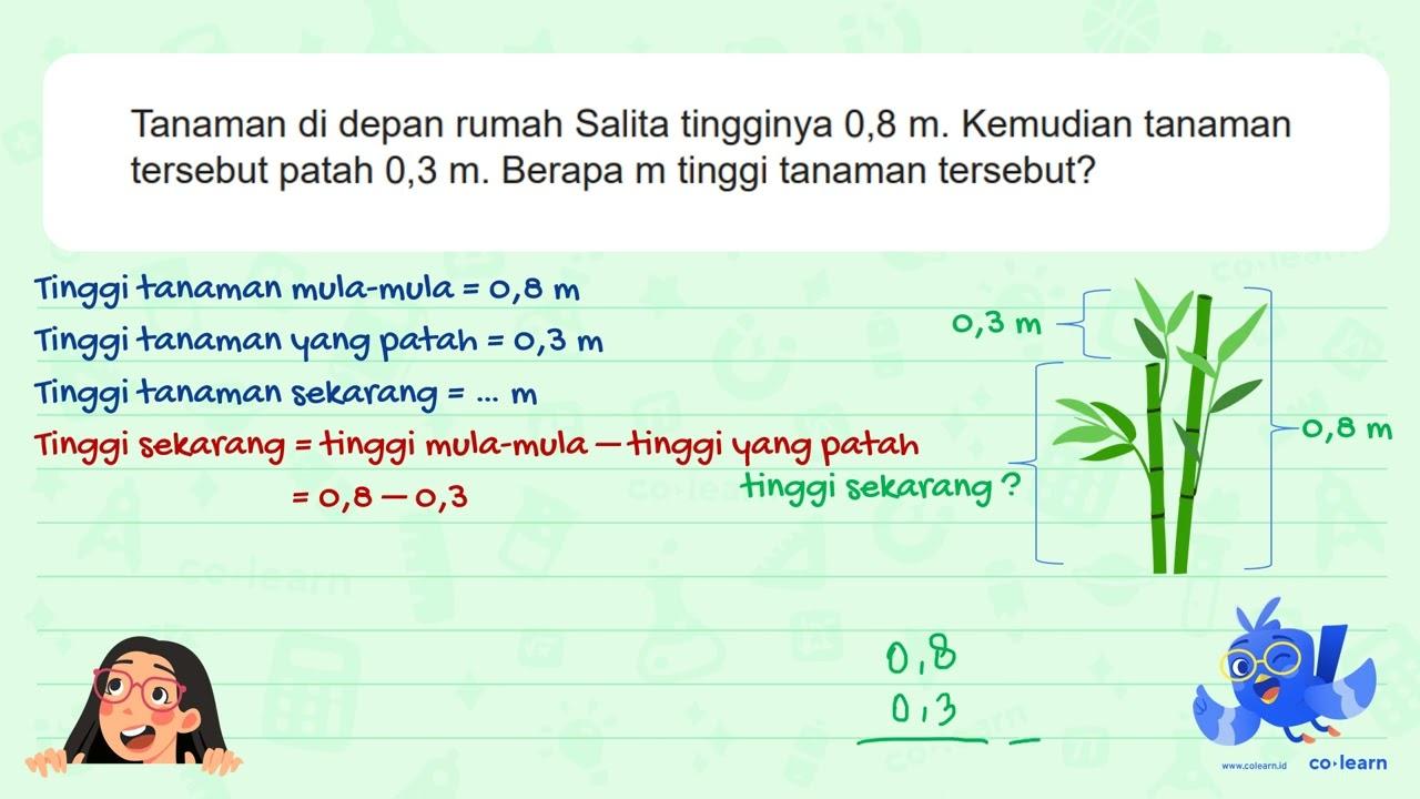 Tanaman di depan rumah Salita tingginya 0,8 m. Kemudian