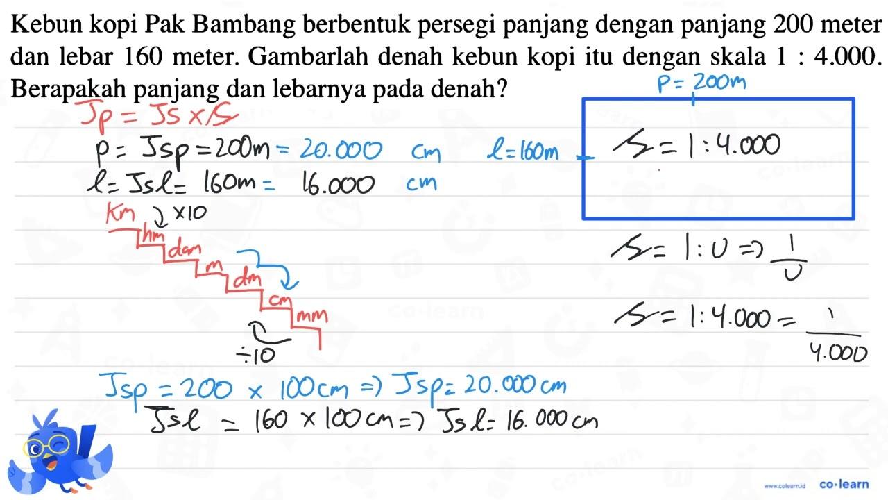 Kebun kopi Pak Bambang berbentuk persegi panjang dengan