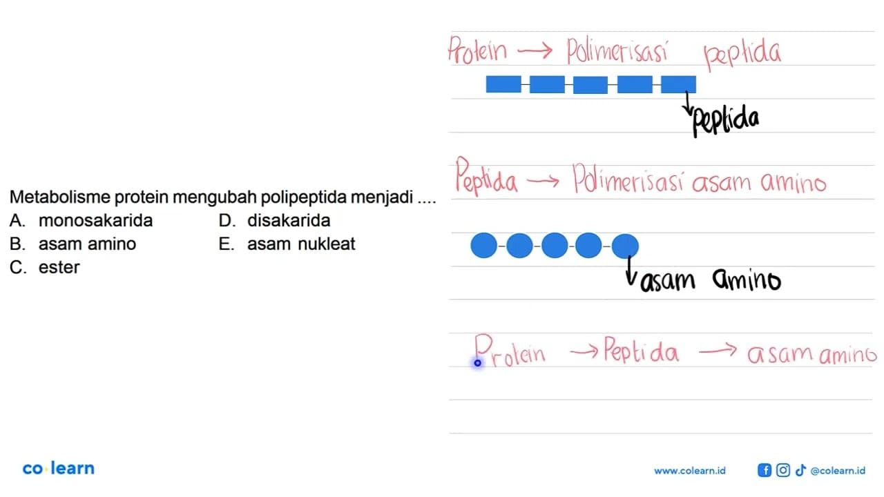 Metabolisme protein mengubah polipeptida menjadi ....