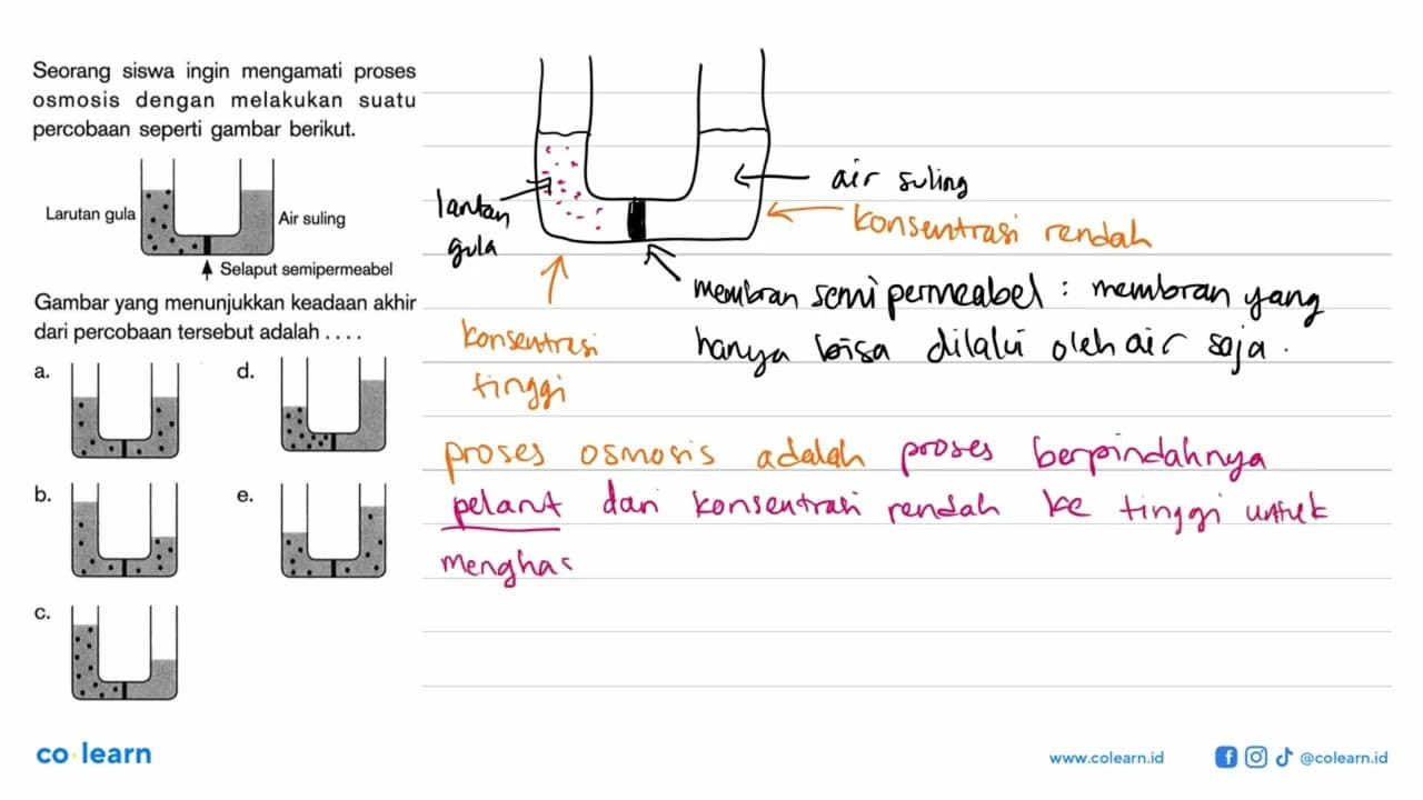 Seorang siswa ingin mengamati proses osmosis dengan