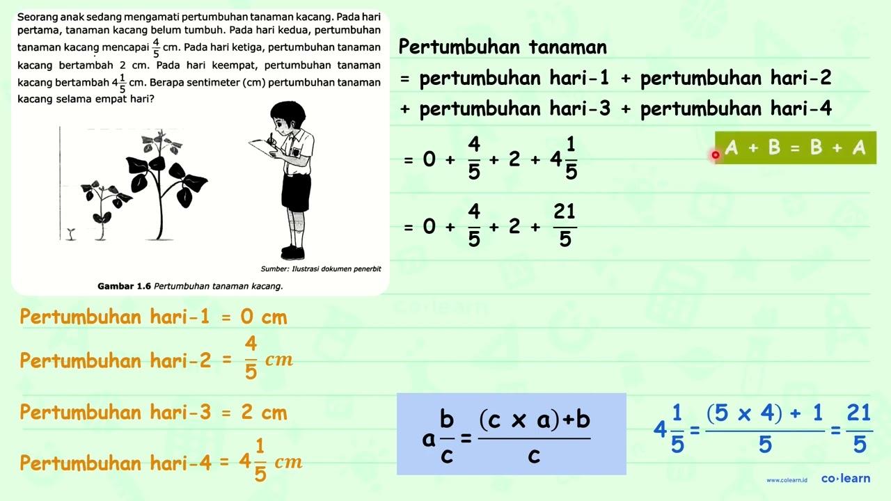 Seorang anak sedang mengamati pertumbuhan tanaman kacang.