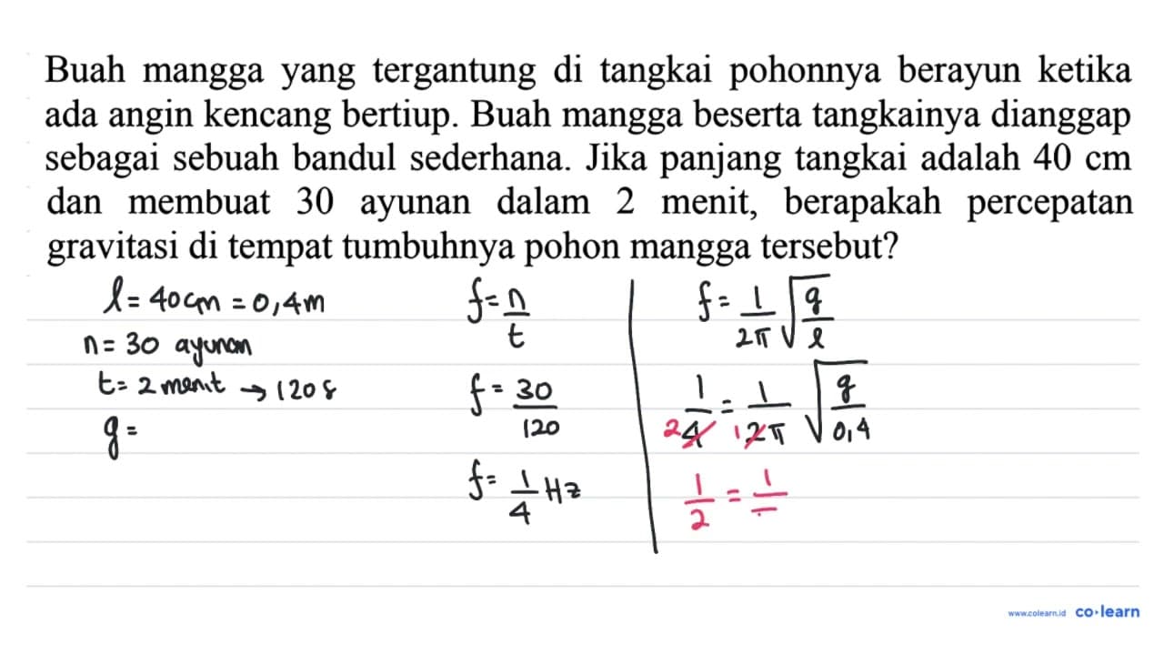 Buah mangga yang tergantung di tangkai pohonnya berayun