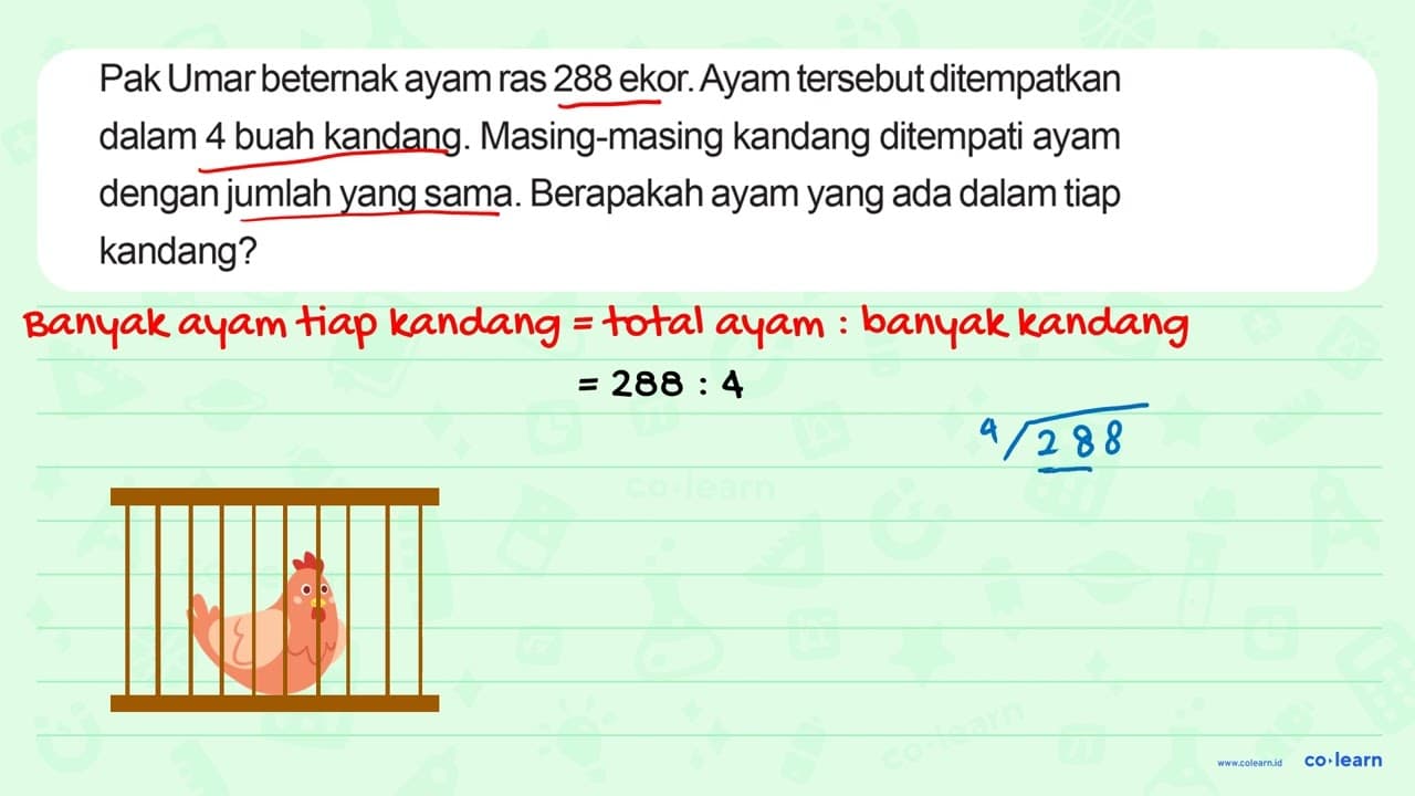 Pak Umar beternak ayam ras 288 ekor. Ayam tersebut