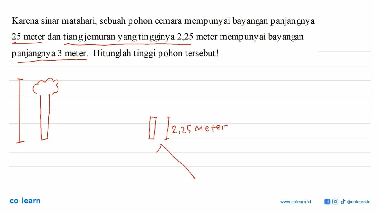 Karena sinar matahari, sebuah pohon cemara mempuny ai bay