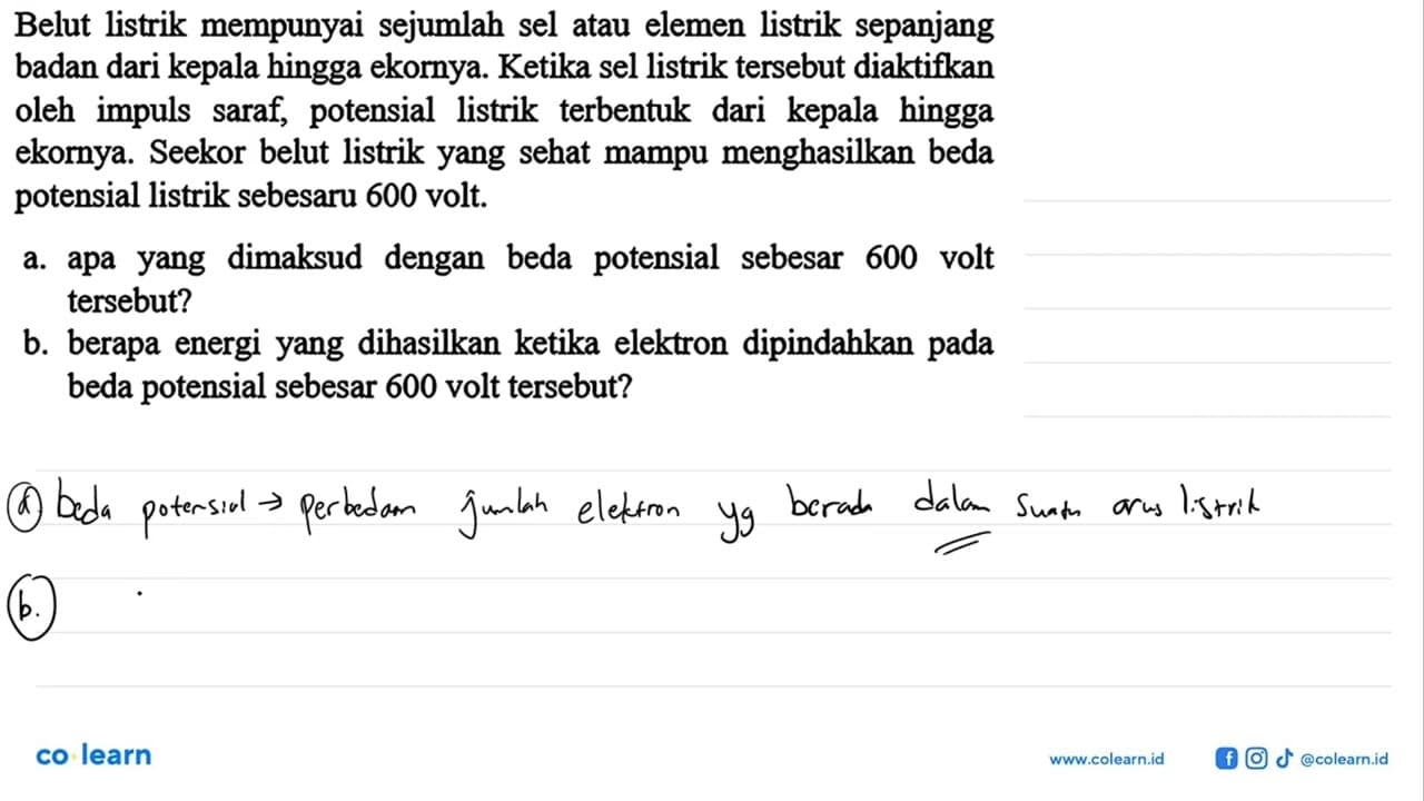 Belut listrik mempunyai sejumlah sel atau elemen listrik