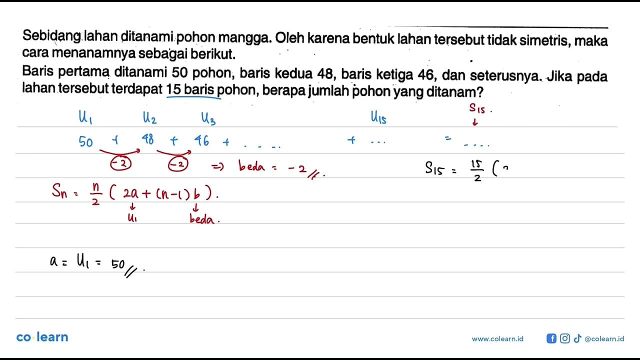 Sebidang lahan ditanami pohon mangga. Oleh karena bentuk