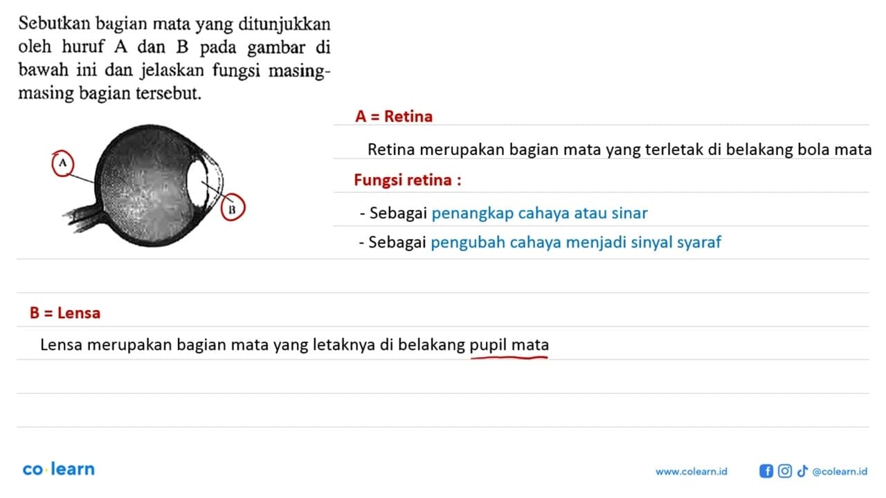 Sebutkan bagian mata yang ditunjukkan oleh huruf A dan B