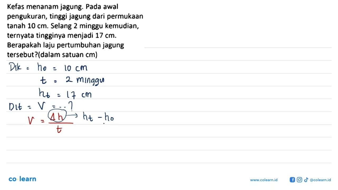 Kefas menanam jagung. Pada awal pengukuran, tinggi jagung