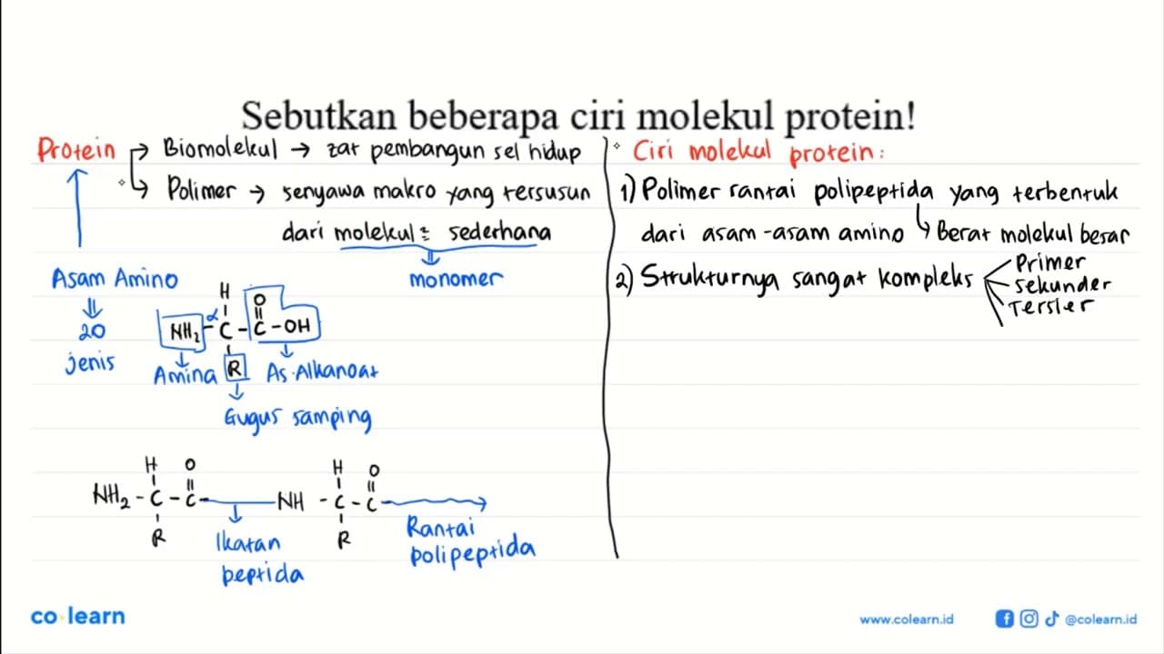 Sebutkan beberapa ciri molekul protein!