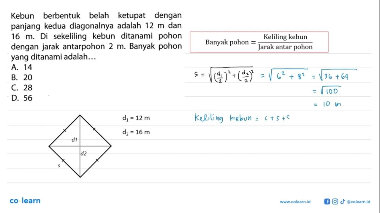 Kebun berbentuk belah ketupat dengan panjang kedua