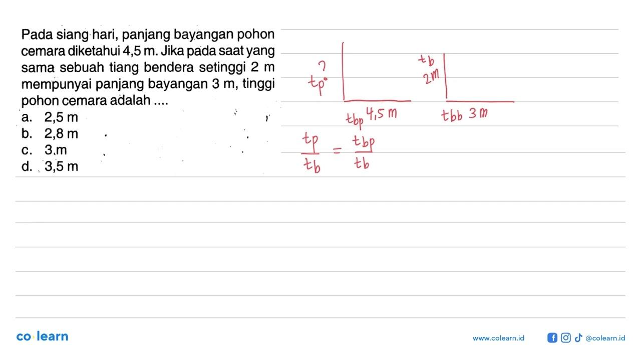 Pada siang hari, panjang bayangan pohon cemara diketahui