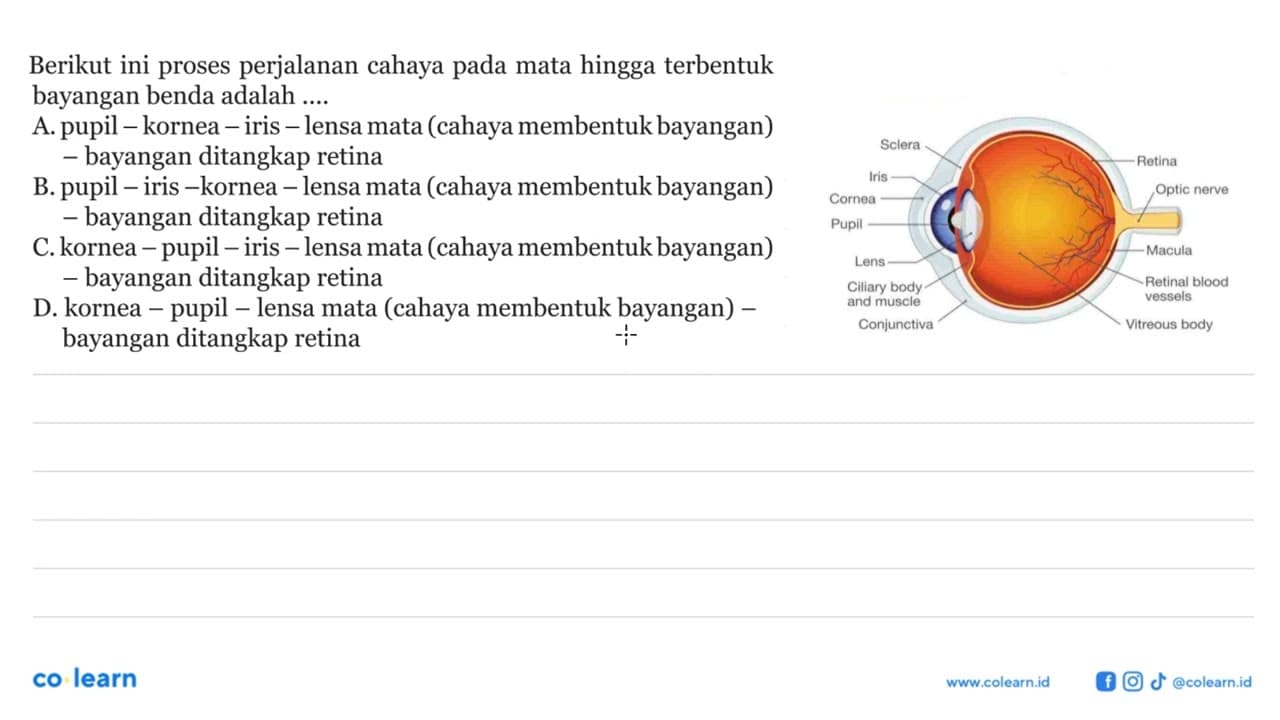 Berikut ini proses perjalanan cahaya pada mata hingga