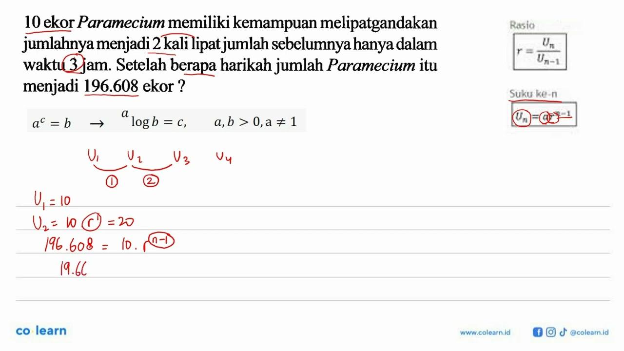 10 ekor Paramecium memiliki kemampuan melipatgandakan