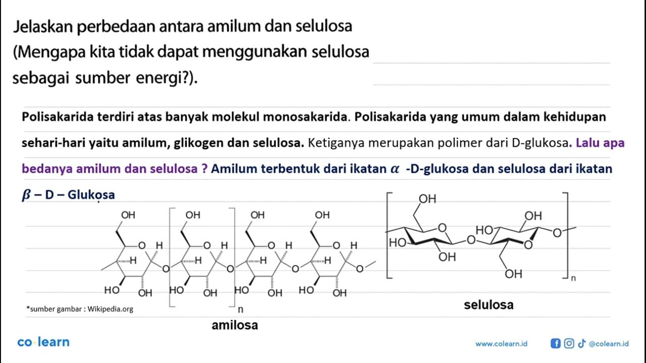 Jelaskan perbedaan antara amilum dan selulosa (Mengapa kita