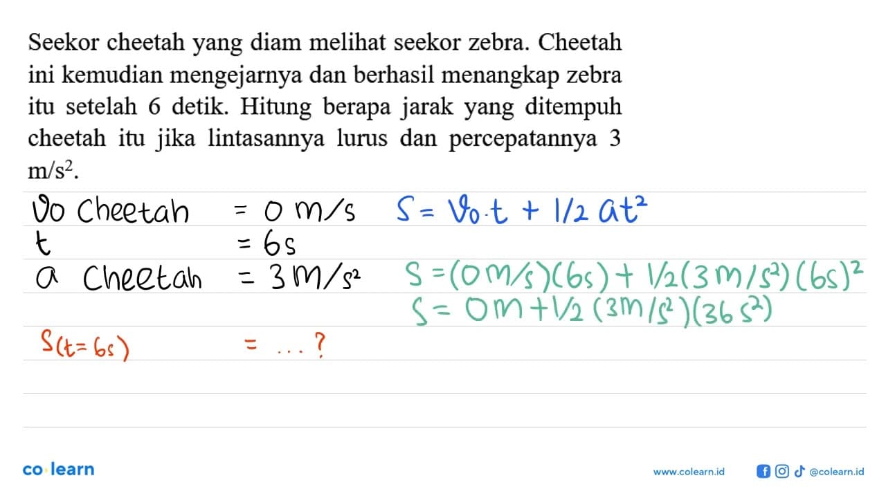 Seekor cheetah yang diam melihat seekor zebra. Cheetah ini