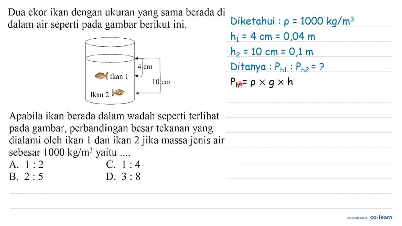 Dua ekor ikan dengan ukuran yang sama berada di dalam air