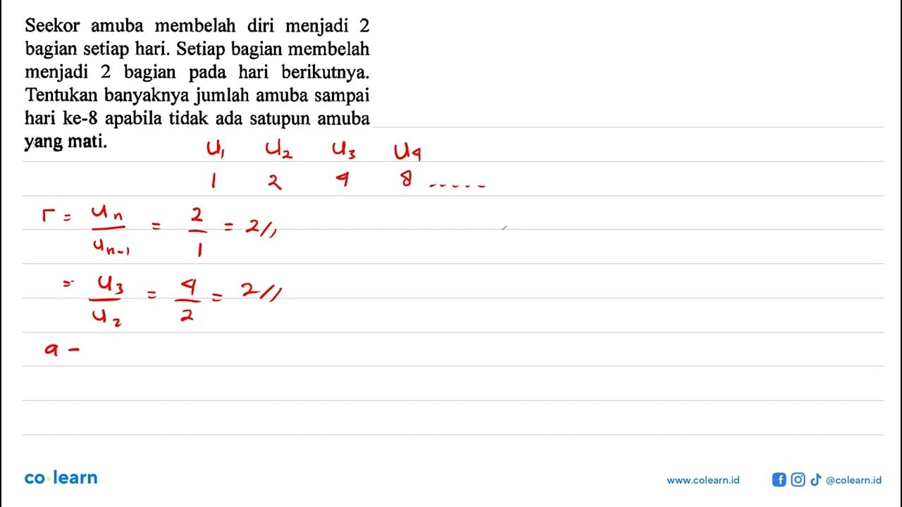 Seekor amuba membelah diri menjadi 2 bagian setiap hari.