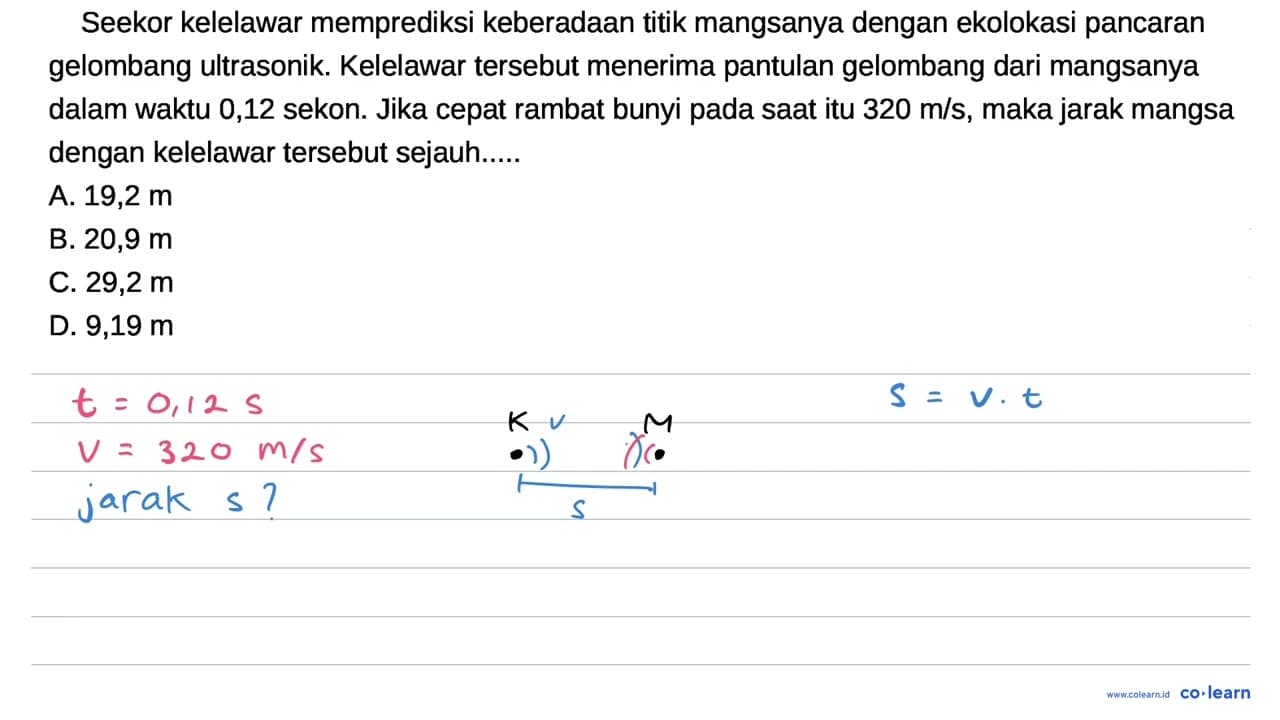 Seekor kelelawar memprediksi keberadaan titik mangsanya