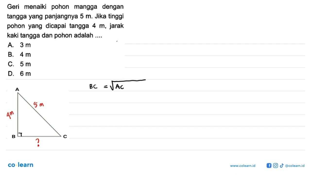 Geri menaiki pohon mangga dengan tangga yang panjangnya 5