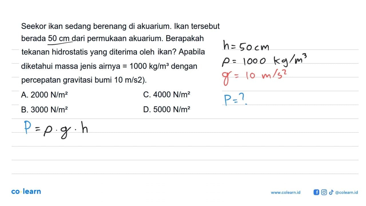 Seekor ikan sedang berenang di akuarium. Ikan tersebut