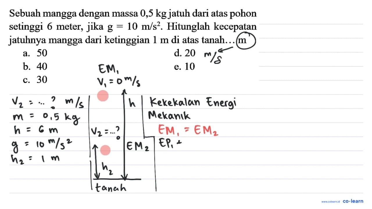 Sebuah mangga dengan massa 0,5 kg jatuh dari atas pohon