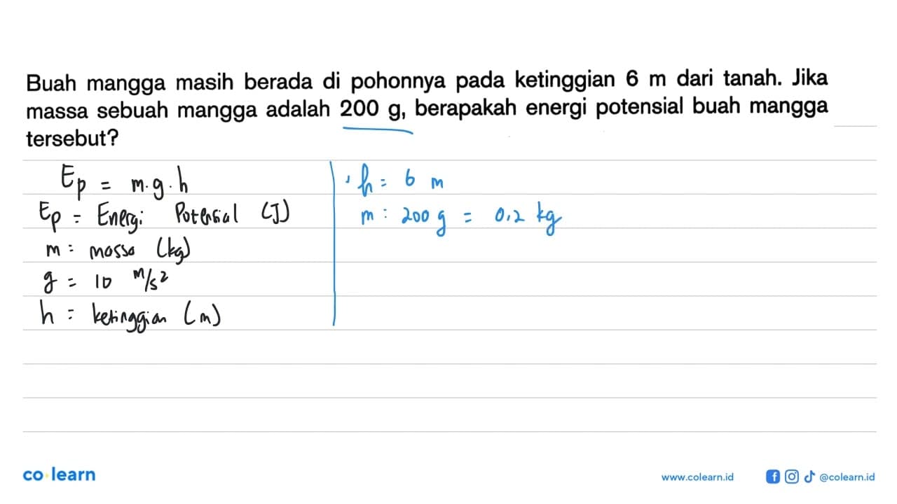 Buah mangga masih berada di pohonnya pada ketinggian 6 m