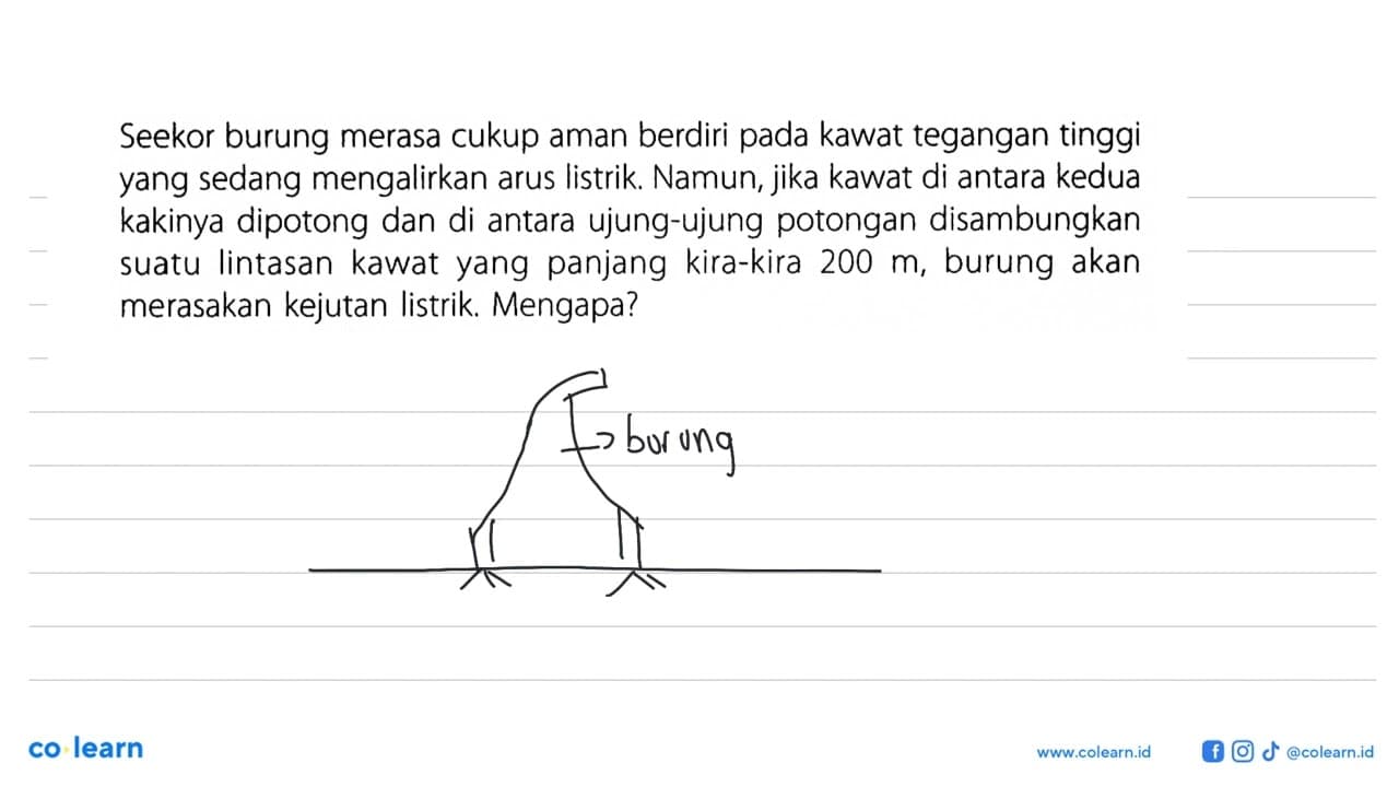 Seekor burung merasa cukup aman berdiri pada kawat tegangan